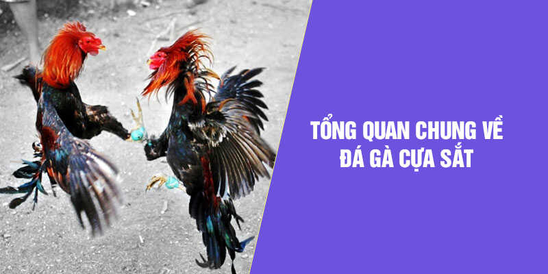 Tổng quan về đá gà cựa sắt Kubet