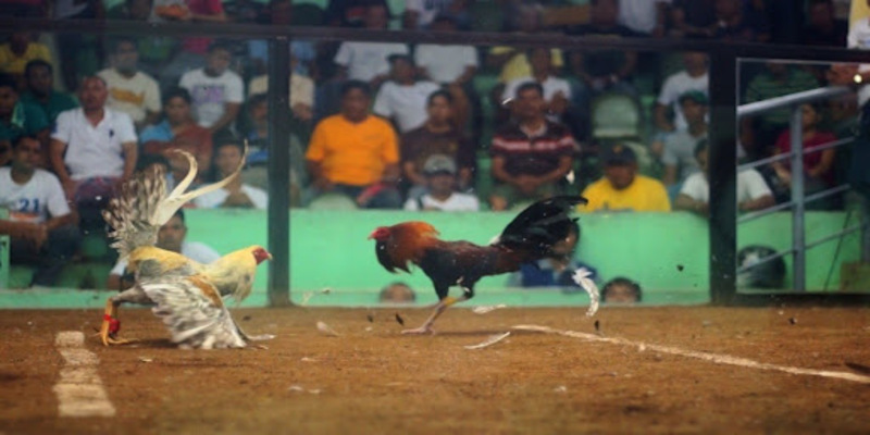 Đôi nét về đá gà cựa dao