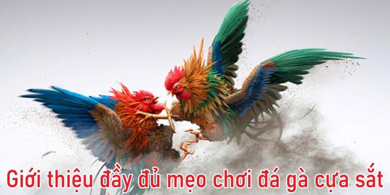 Mẹo chơi đá gà cựa sắt Kubet đầy đủ cho cược thủ