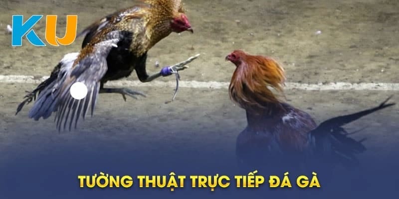 Link trực tiếp đá gà Kubet chất lượng đỉnh cao